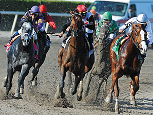 Preakness: Will Flashpoint Tackle Shackle? Preakness: Will Flashpoint Tackle Shackle?
