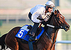 Dubai World Cup Thoughts 2014 Dubai World Cup Thoughts 2014