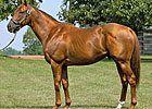 Flower Alley Sires First Foal