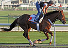 Fly Down May Stay in Arabia After World Cup Fly Down May Stay in Arabia After World Cup
