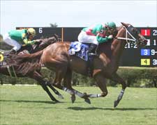 Flying Circle Sweeps to Calder Distaff Turf Sprint Win Flying Circle Sweeps to Calder Distaff Turf Sprint Win