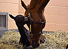 New Bolton Broadcasts Birth Via Foal Cam New Bolton Broadcasts Birth Via Foal Cam