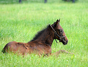 Foal Crop Expected to Drop 8.5% in 2012 Foal Crop Expected to Drop 8.5% in 2012