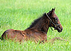 Live Foal Reports Down 13.5% from 2010 Live Foal Reports Down 13.5% from 2010