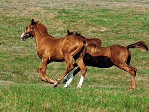 North American Reported Foal Crop Down 2.2% North American Reported Foal Crop Down 2.2%