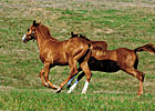 North American Reported Foal Crop Down 2.2% North American Reported Foal Crop Down 2.2%