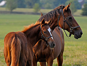 General Stud Book Shows Foal Numbers Decline General Stud Book Shows Foal Numbers Decline