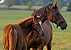 General Stud Book Shows Foal Numbers Decline General Stud Book Shows Foal Numbers Decline