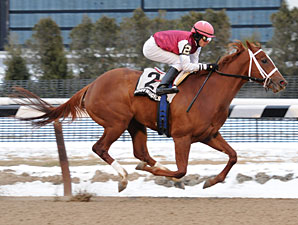 Darley Colt Fort Hughes Euthanized Darley Colt Fort Hughes Euthanized