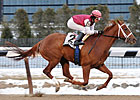 Darley Colt Fort Hughes Euthanized Darley Colt Fort Hughes Euthanized