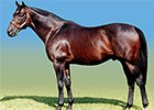 Prominent South African Sire Fort Wood Dies Prominent South African Sire Fort Wood Dies