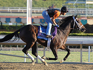 Fortify Will Try to Stop the 'Rain' at Meydan Fortify Will Try to Stop the 'Rain' at Meydan