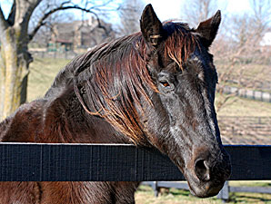 Successful Sire Fortunate Prospect Dies Successful Sire Fortunate Prospect Dies