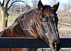 Successful Sire Fortunate Prospect Dies Successful Sire Fortunate Prospect Dies