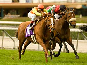 Foxysox Grinds Out Tuzla Handicap Win Foxysox Grinds Out Tuzla Handicap Win