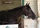 Frac Daddy at Belmont Park Frac Daddy at Belmont Park