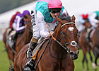 Frankel Facing Up to Seven in QIPCO Sussex Frankel Facing Up to Seven in QIPCO Sussex