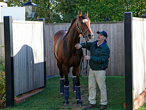 Frankel to Cover Southern Hemisphere Mares Frankel to Cover Southern Hemisphere Mares