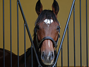 Frankel Begins New Stallion Career This Week Frankel Begins New Stallion Career This Week