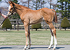 First Frankel Foal to be Offered in Japan First Frankel Foal to be Offered in Japan
