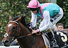 Frankel to Work at Newmarket Sept. 29 Frankel to Work at Newmarket Sept. 29