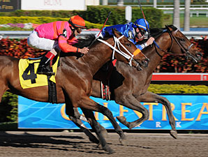 Derby Hopeful Free Country Purchased Derby Hopeful Free Country Purchased