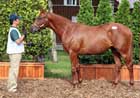 French Deputy Colt Sets Japanese Yearling Sale Record French Deputy Colt Sets Japanese Yearling Sale Record