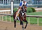 Friesan Fire Given Green Light for Preakness Friesan Fire Given Green Light for Preakness
