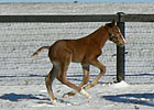 Frost Giant's First Foal a Jan. 31 Colt Frost Giant's First Foal a Jan. 31 Colt