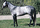 Fullbridled to Phoenix Farm in Kentucky Fullbridled to Phoenix Farm in Kentucky