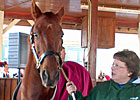 Funny Cide Heats Up Horse Park Funny Cide Heats Up Horse Park