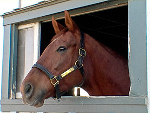 Saratoga to Celebrate Retired Equine Athletes Saratoga to Celebrate Retired Equine Athletes