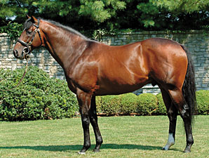 Makybe Diva Foals Fusaichi Pegasus Filly Makybe Diva Foals Fusaichi Pegasus Filly