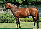 Fusaichi Pegasus to Shuttle Fusaichi Pegasus to Shuttle