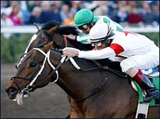 Bridgmohan, Aboard Gaff, Sweeps Gulf Stakes Bridgmohan, Aboard Gaff, Sweeps Gulf Stakes
