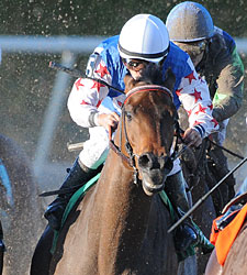 Baffert Looks For Fourth Lone Star Derby Win Baffert Looks For Fourth Lone Star Derby Win