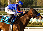 Hollywood Gold Cup All About Game On Dude Hollywood Gold Cup All About Game On Dude