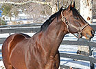 California Sire Game Plan Euthanized California Sire Game Plan Euthanized