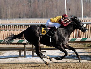 Gattopardo Romps in Miracle Wood Gattopardo Romps in Miracle Wood