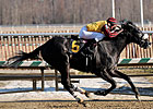 Gattopardo Romps in Miracle Wood