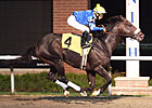Grade I Winner Gayego to Stand at Norse Ridge Grade I Winner Gayego to Stand at Norse Ridge