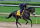 Gayego Now Possible for Preakness