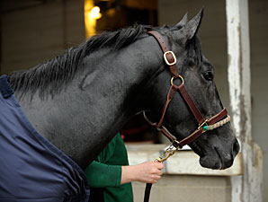 General Quarters Bounces Back From Injury General Quarters Bounces Back From Injury