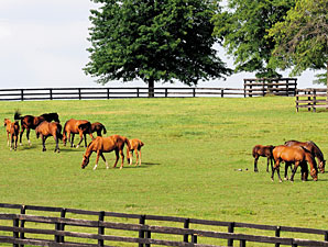 Kentucky Equine Survey Releases Findings Kentucky Equine Survey Releases Findings
