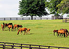 Kentucky Equine Survey Releases Findings Kentucky Equine Survey Releases Findings