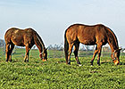 Effort Aims to Improve Animal Feed Safety Effort Aims to Improve Animal Feed Safety