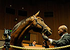 Keeneland November Sale Has 3,919 Lots Keeneland November Sale Has 3,919 Lots