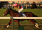 Gentildonna Draws Post 7 in Japan Cup Defense Gentildonna Draws Post 7 in Japan Cup Defense