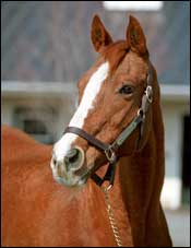 Genuine Risk Doing Well at Newstead Genuine Risk Doing Well at Newstead