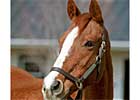 Genuine Risk Doing Well at Newstead